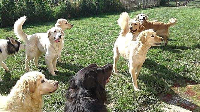 Köpek Maması Vakti