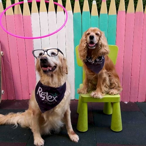 Uzman Köpek Eğitmenleri